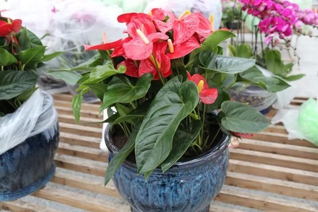 又一打卡地!快来长春农博园赏美景、购好物