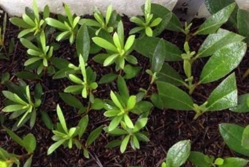 阳台|秋天,最适合扦插4种花,沾土就活,一次扦插50盆,开满阳台!