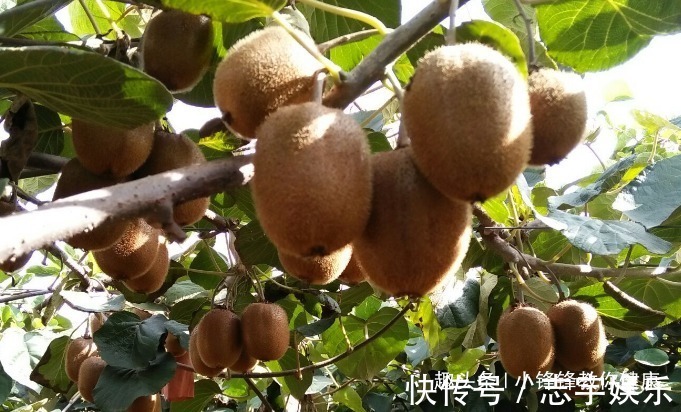 膳食纤维|提个醒吃猕猴桃不能碰此物,吃了就是没病找病,现在知道还不晚