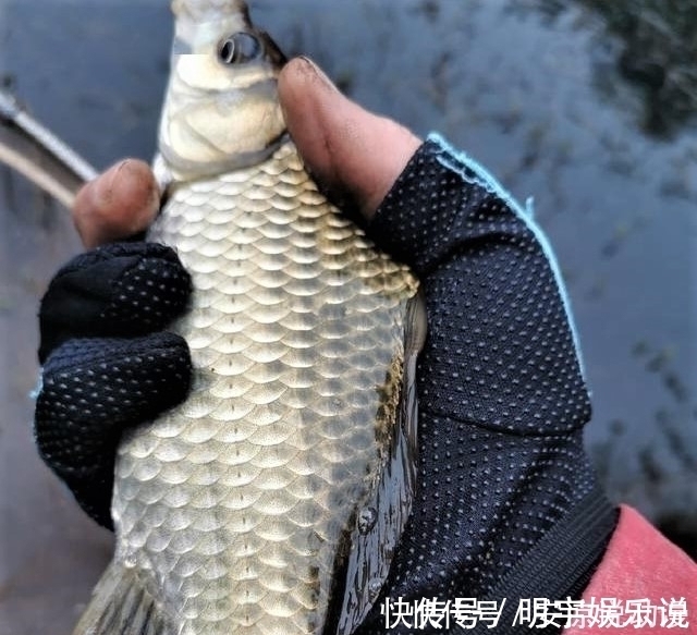 水草|钓鱼就一定要“钓草”?“钓草”怎样选择其钓点位置?