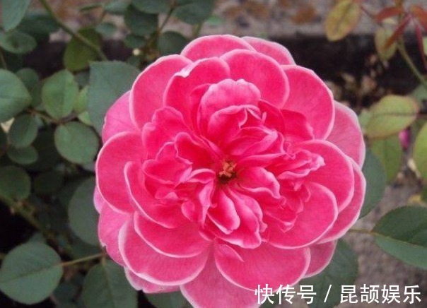 花色|最受欢迎的5种花,花朵娇艳花期长,开花耀眼人人爱,家中必备