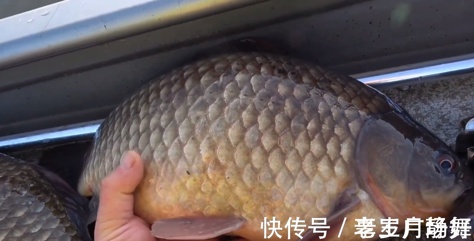 野生鲫鱼能长到半米长?北方钓友无人区钓起5.2斤野生大板鲫