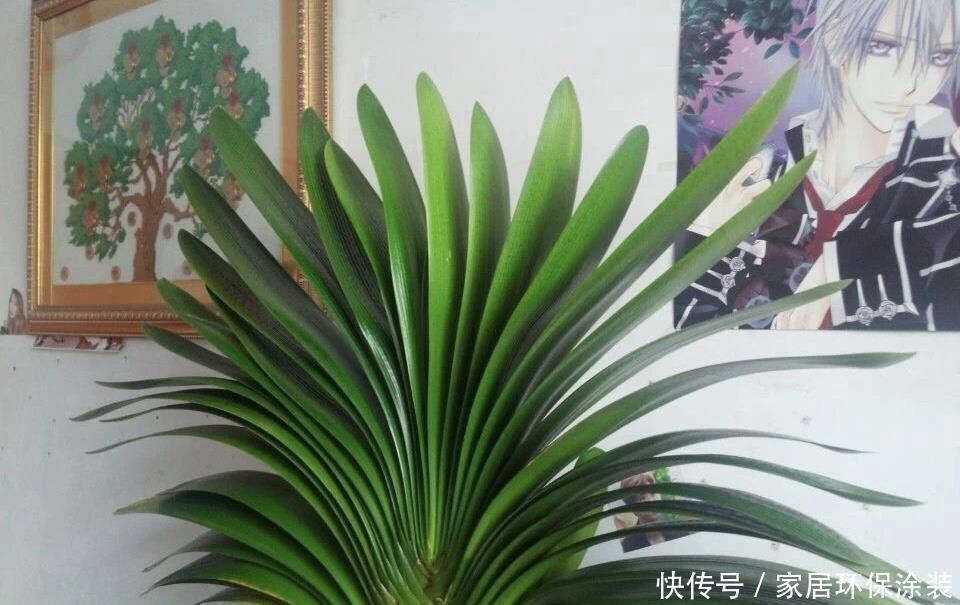 花盆|养君子兰,死记硬背5个要点,啥问题也没有,叶子油绿过年满花箭