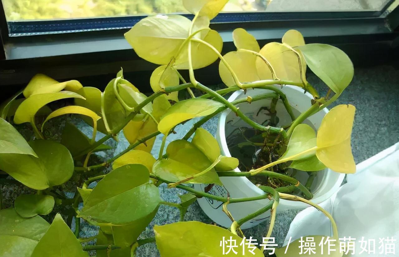 4种植物脸皮薄,阳台上光线一照,黄叶不生长,赶紧换地儿