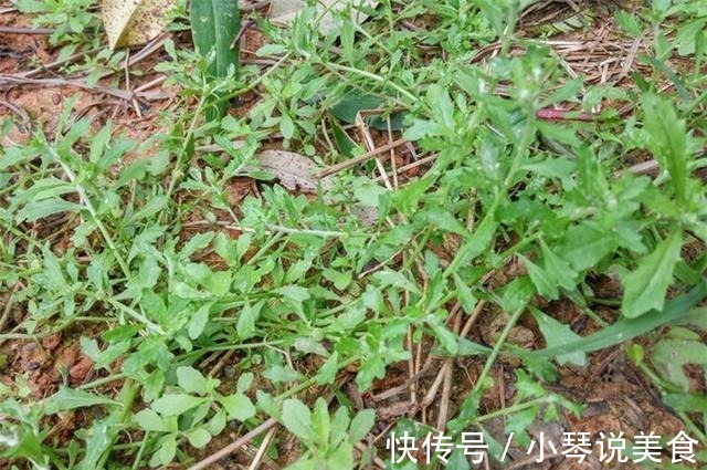 鸡鸭|这种野菜,鸡鸭都不吃,狗见了都发愁!却深得大家的喜爱!