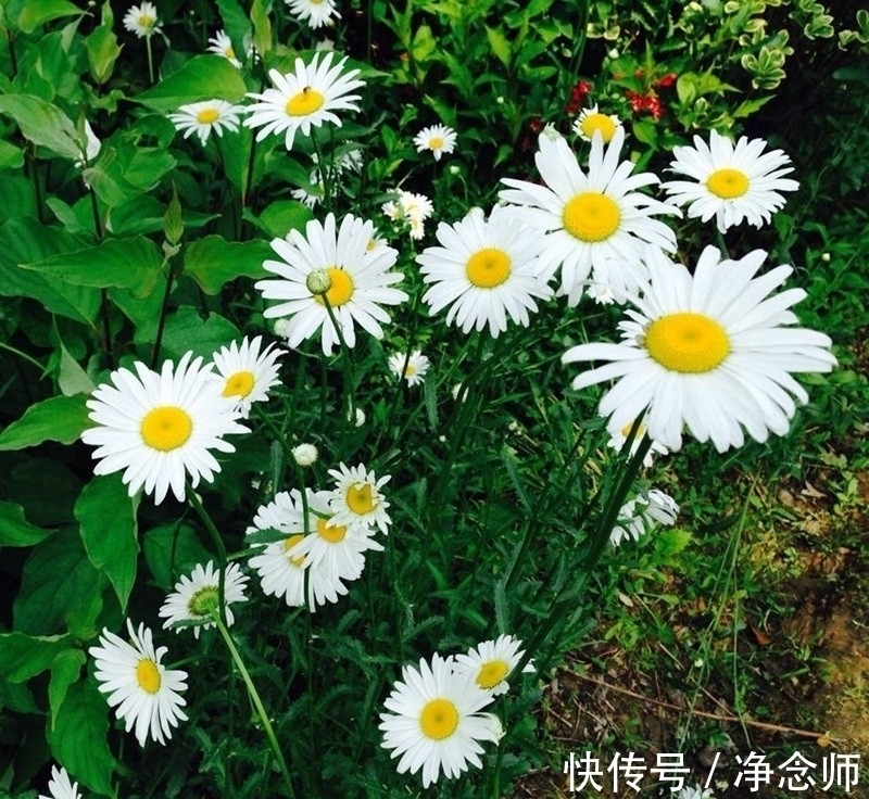 雏菊|养花,清新雅致,调整你的态度,对你的来生保持感激和期待