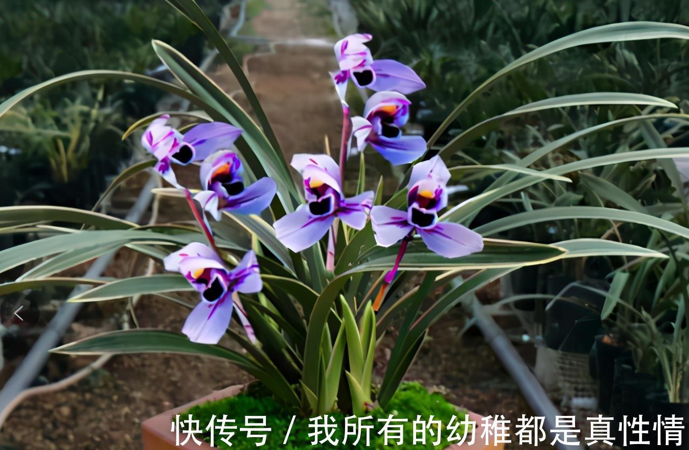 兰花|兰花淋雨长得好？不，有利有弊，掌握住尺度比施肥管用