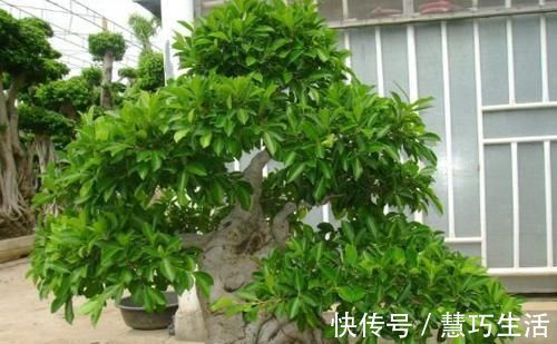养榕树盆景,掌握“4点”技巧,颜值常年在线,花开培养成老桩