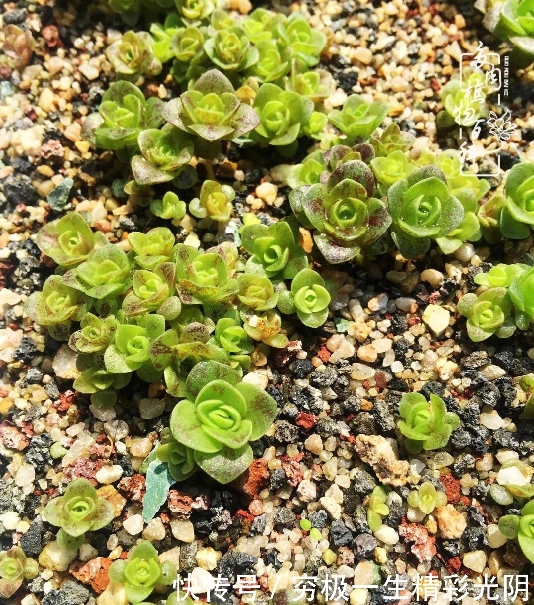 山地玫瑰的那些事儿关于养护过程中遇到的灵魂18问