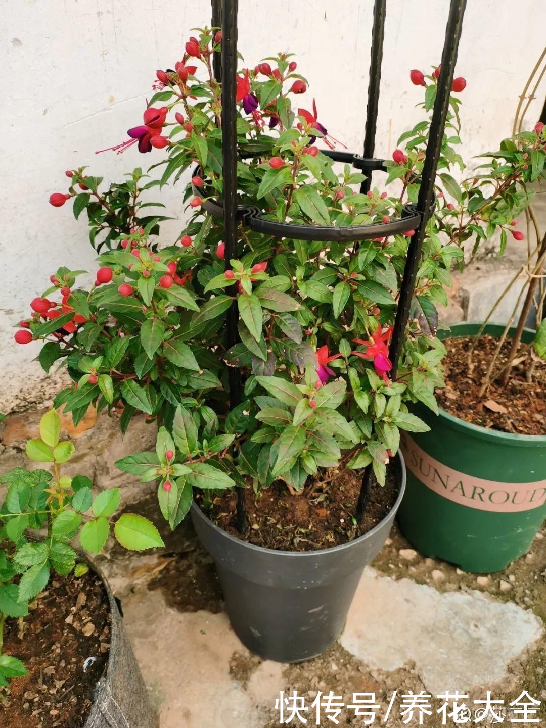 花苞|天热了，20种花最怕浇水，浇得越多，死得越快