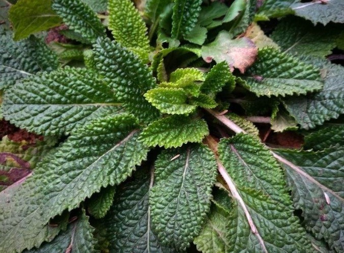 消化不良|消化不良可多吃3种路边野草,促进消化还能够清热解毒,好处多多