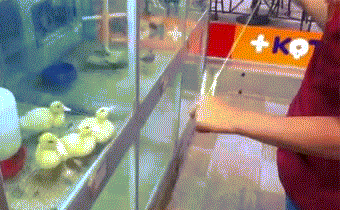 |搞笑GIF:漂亮的妹子都很有礼貌