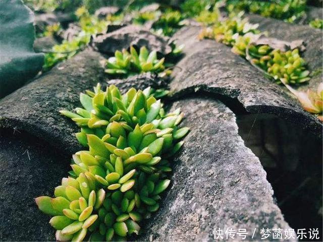 农村3种野多肉 泼泼辣辣 自生自灭 随手挖一盆 省下买肉钱 粉紫色 农村3种野多肉 泼泼辣辣 自生自灭 随手挖一盆 省下买肉钱 粉紫色