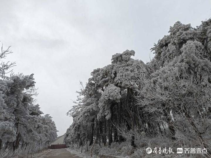 济南|宛若仙境！济南跑马岭雾凇缀满树梢，玉树琼枝美如画