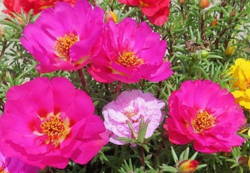 阳台养此款“喜水花”，越浇花苞“嗖嗖”爬满枝，开花艳丽惹人爱