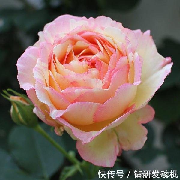 25款罕见会变色的月季,一朵花能开出黄、粉两种颜色。新手推荐