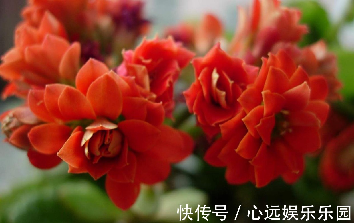 长寿|自家的长寿花不长寿老是不开花怎么破