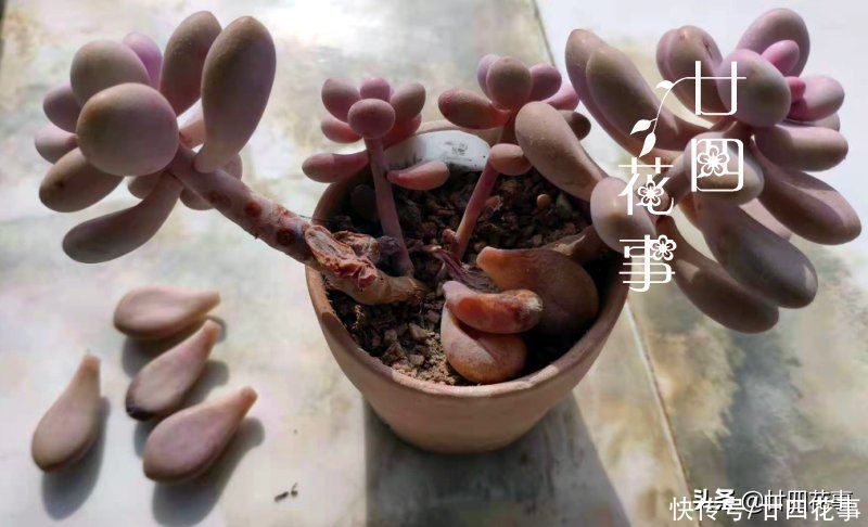 立春过后,趁天暖检查一下多肉,有问题抓紧抢救,没问题也翻翻盆