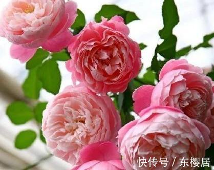 花瓣|欧月为什么这么受人欢迎，它跟普通月季有什么不一样，今天来说说