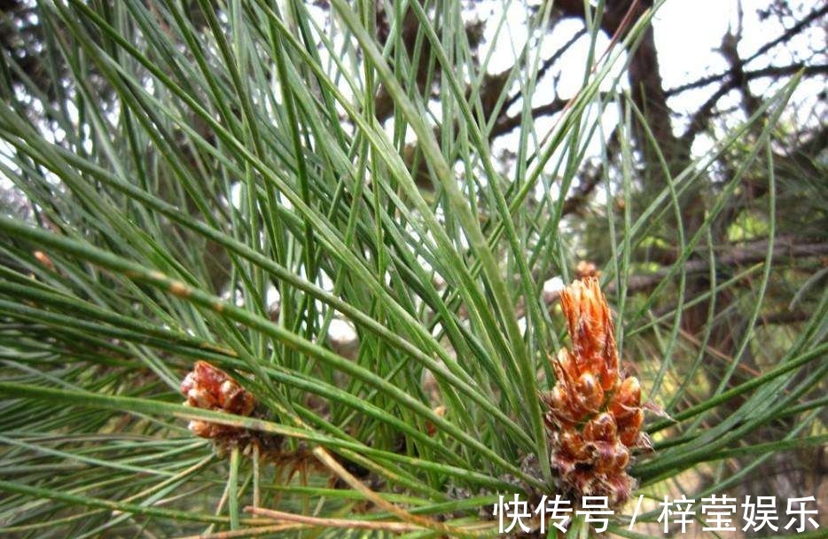 失眠|山里的这“针”，能治便秘与失眠，必要时还是急救良药