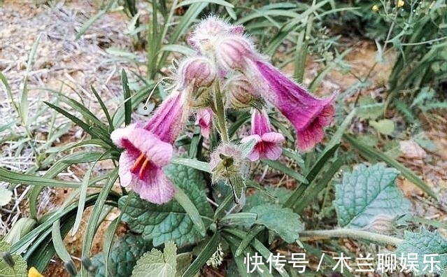 野菜|李时珍说它“服之面如桃花,轻身不老”,长在路边却少人识