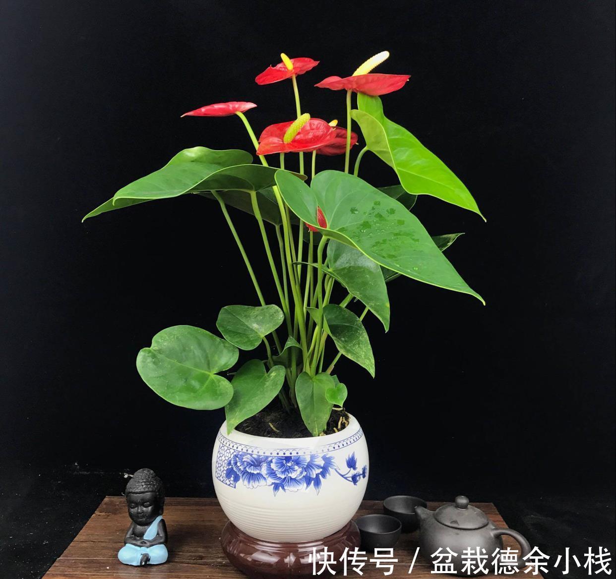 漂亮花|6种“漂亮花”,天天被人爱,家里养一盆,365天轮流开