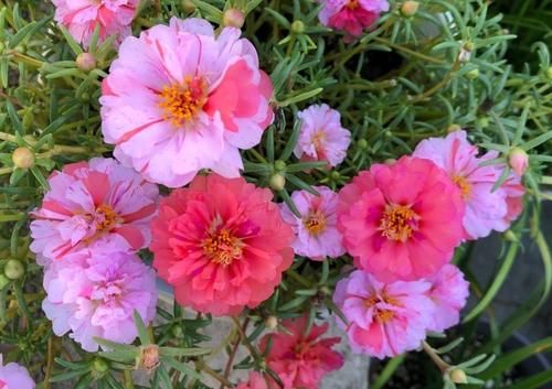 晒不死，热不死的花，此5种越晒花越开，一开半年