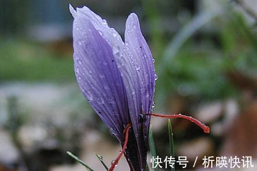 郁金香|全球最贵的6种花,一株价值几百万,真好看!