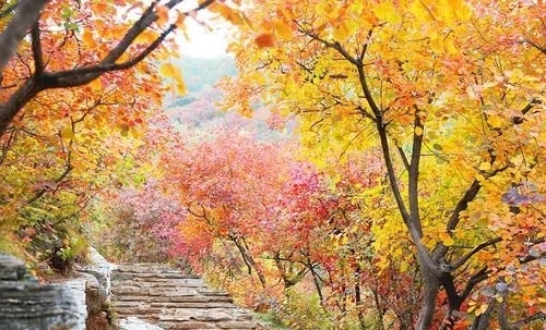 香山|最美北京秋景之：坡峰岭红叶