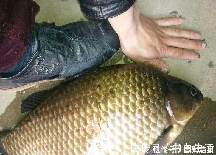 他野钓钓到六斤鲫鱼王,一看竟是“太监鲫鱼”这究竟是谁的功劳