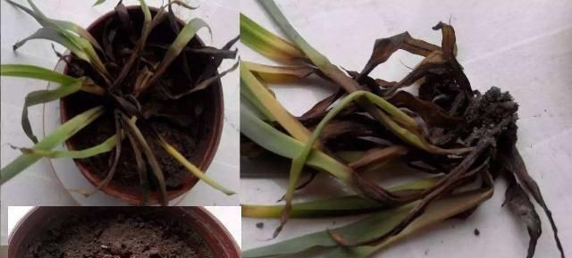 雷区|吊兰浇水避开这三个雷区，叶子翠绿不黄不黑