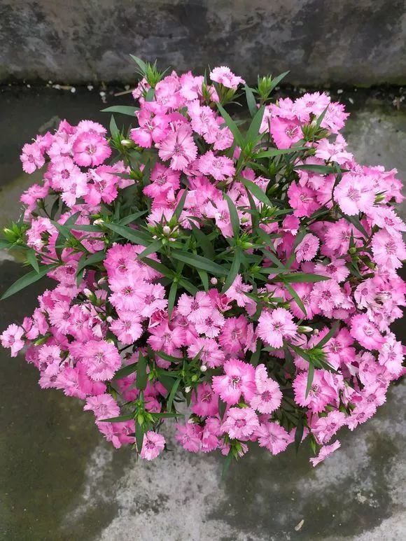 排水|3种花不怕热,天热长得好,开花成花海,比绿萝还好养!