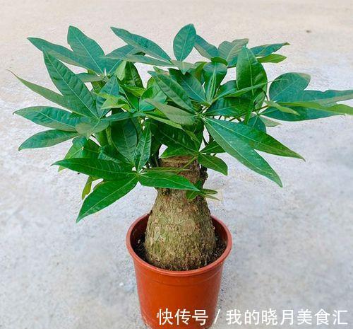 发财树叶子卷曲不好看,4个原因要纠正