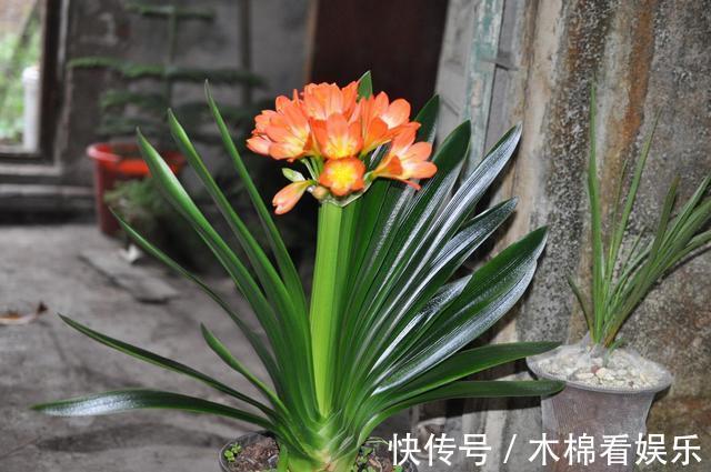 光照|君子兰根系粗壮，花箭乱窜，多亏了这2步，现在实施时间正好！