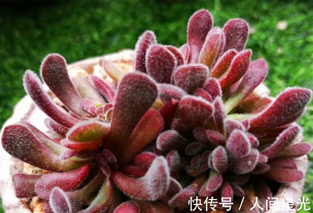 夏梦|这些多肉出状态后,如梦一样美丽,度夏都不算太难