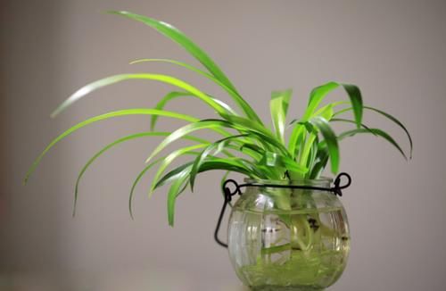 花草扦插范本：拿这4样育苗，这么操作简单易学、成活率特高