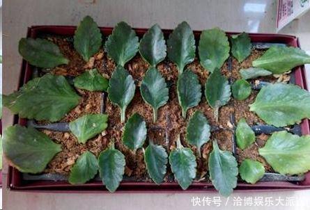 个头|家里养“3种花”,现在砍个头插盆里,一入秋就长不停!