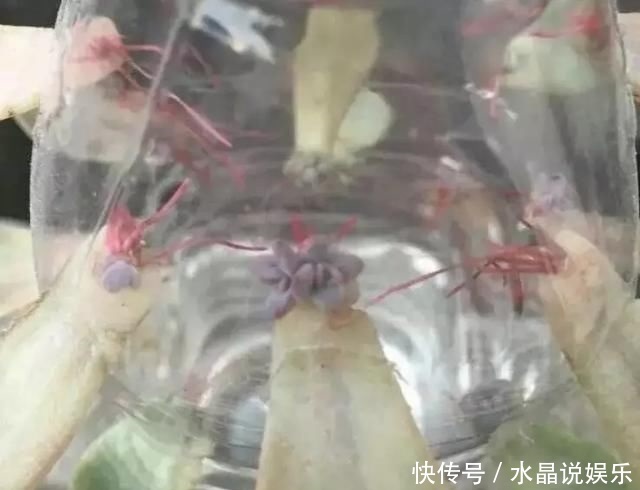 生根|矿泉水瓶有“大作用”,10个“用法”最经典,可以种豆芽、养花