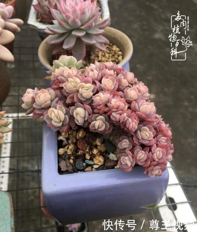 百科|养多肉三年多,初见惊鸿!累并快乐着!养多肉三年多,初见惊鸿!累并快乐着!