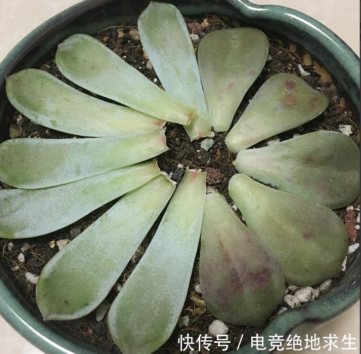 花友们|多肉进行叶插繁殖,从叶片到小苗成型,少不了花友的耐心和爱心