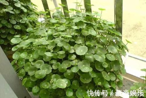 浇水|养花浇水,这几个错误别犯,不然养啥花都黄叶烂根,学会一生受用