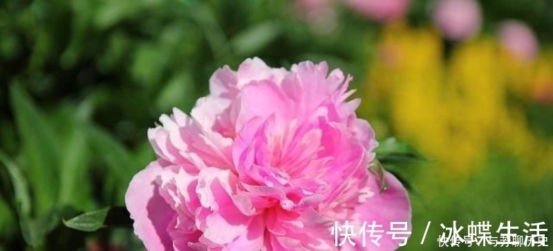 芍药妖!刘禹锡很美的一首诗,从开篇美到结尾,读过的人都会念念不忘!