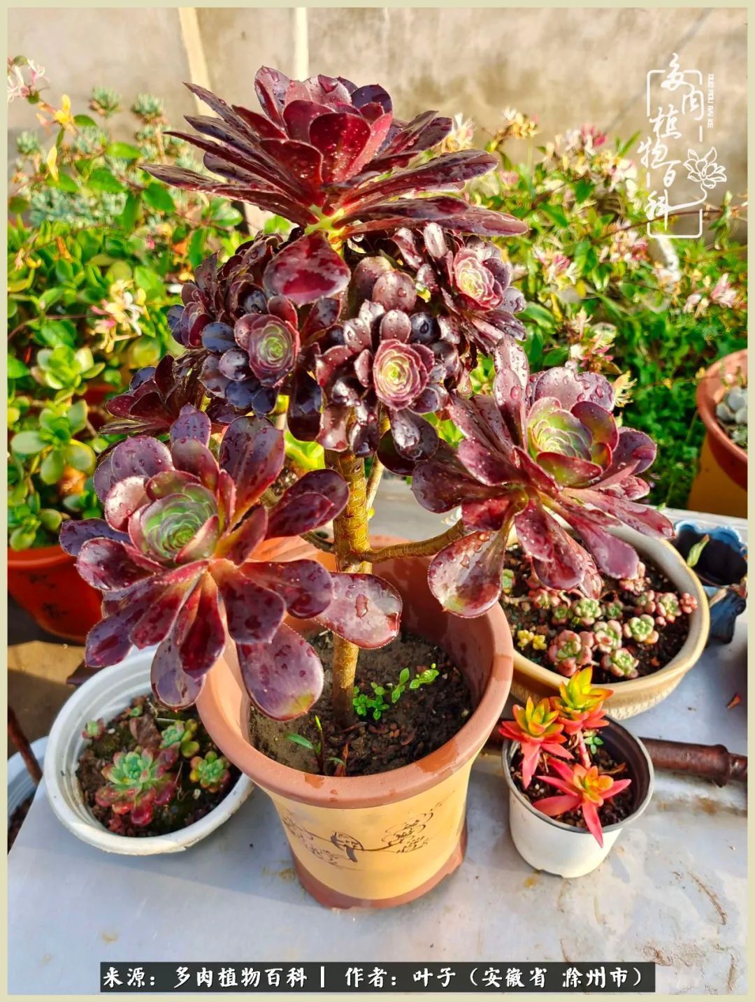 多肉相伴的美好时光，对多肉已是痴迷入骨！