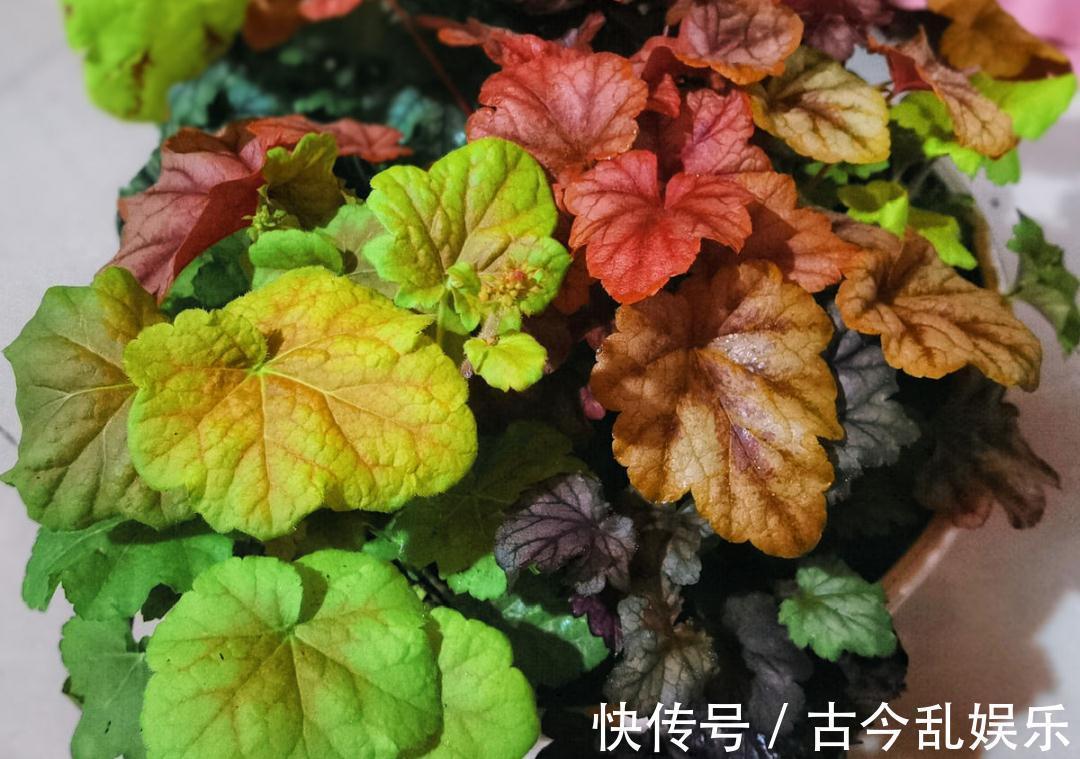 天竺葵|适合秋天养的12种花,耐阴又耐寒,秋冬长得更精神