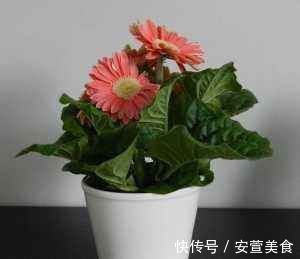 养花用果皮,直接扔盆里,7天长新芽,不怕养不活