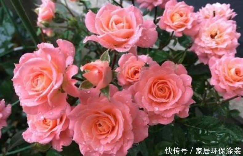 施肥|非常漂亮的4种花,养在家里,一年四季开花不断