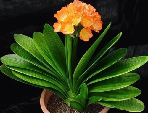 冬天养君子兰有技巧，掌握几个要点，叶片挺拔如折扇，开花鲜艳！
