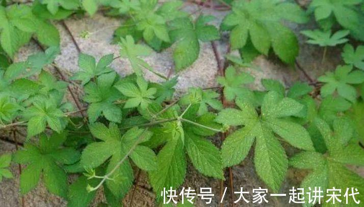 益母草|农村墙角的一些野菜,常食用能预防高血压高血脂等疾病