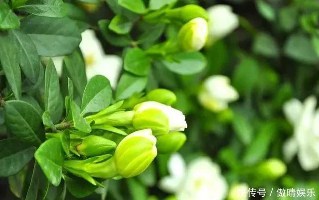 散光处|这4种花,剪个枝插水里,10天就生根,当下季节最佳