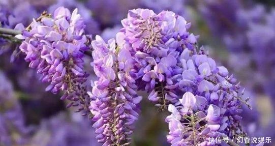 超仙|超仙的4种花,四季开花不断,漂亮似牡丹,对待新手很友好